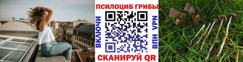 omg рабочий сайт  Ельня  Галлюциногенные грибы MAGIC MUSHROOMS 